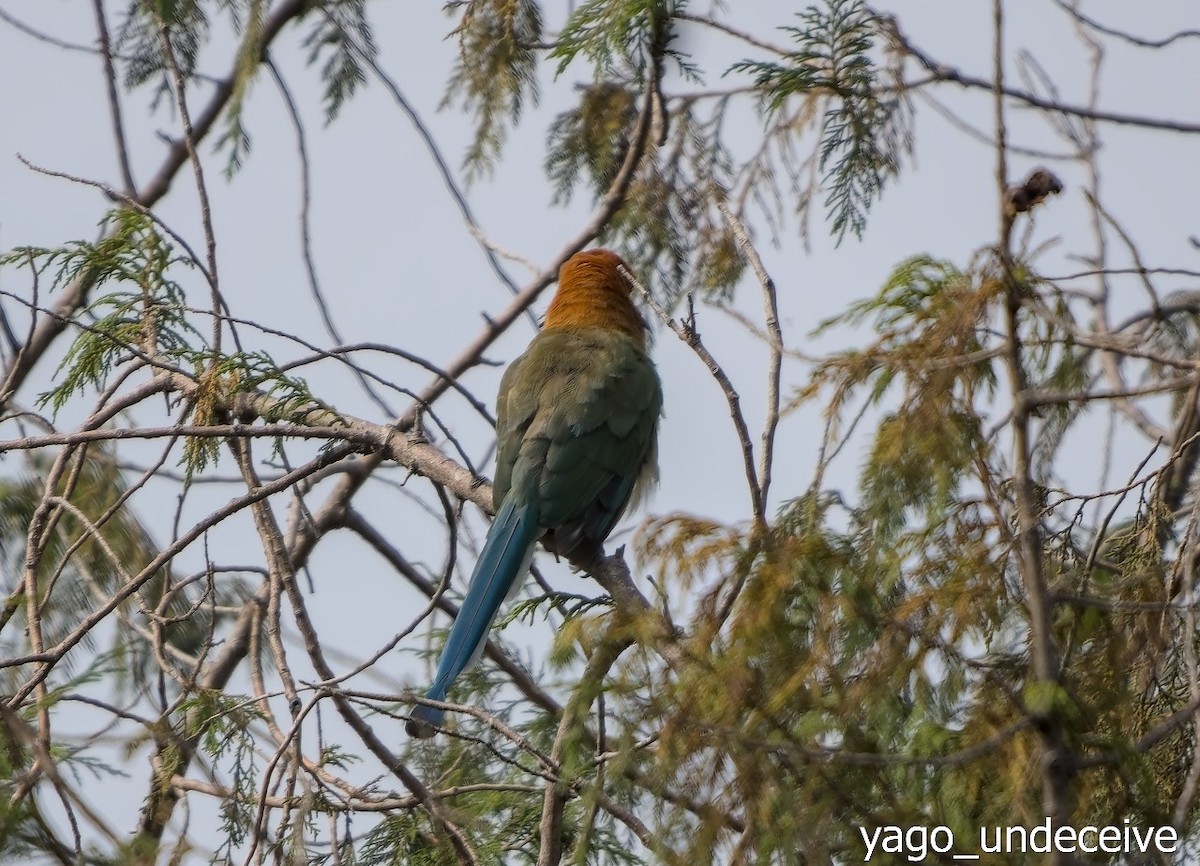 Russet-crowned Motmot - ML623818502
