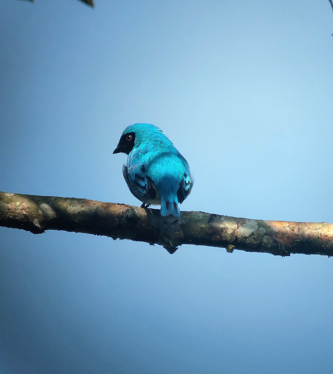 Swallow Tanager - ML623818508