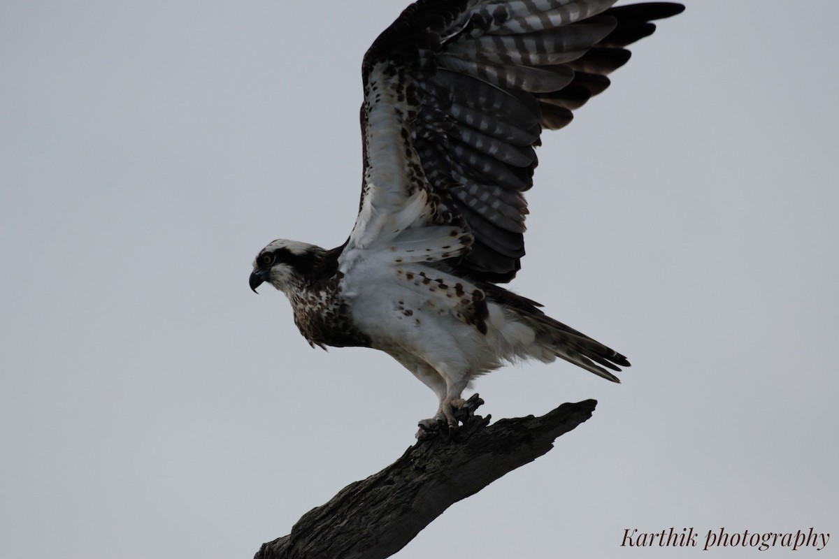 Balbuzard pêcheur (haliaetus) - ML623818517