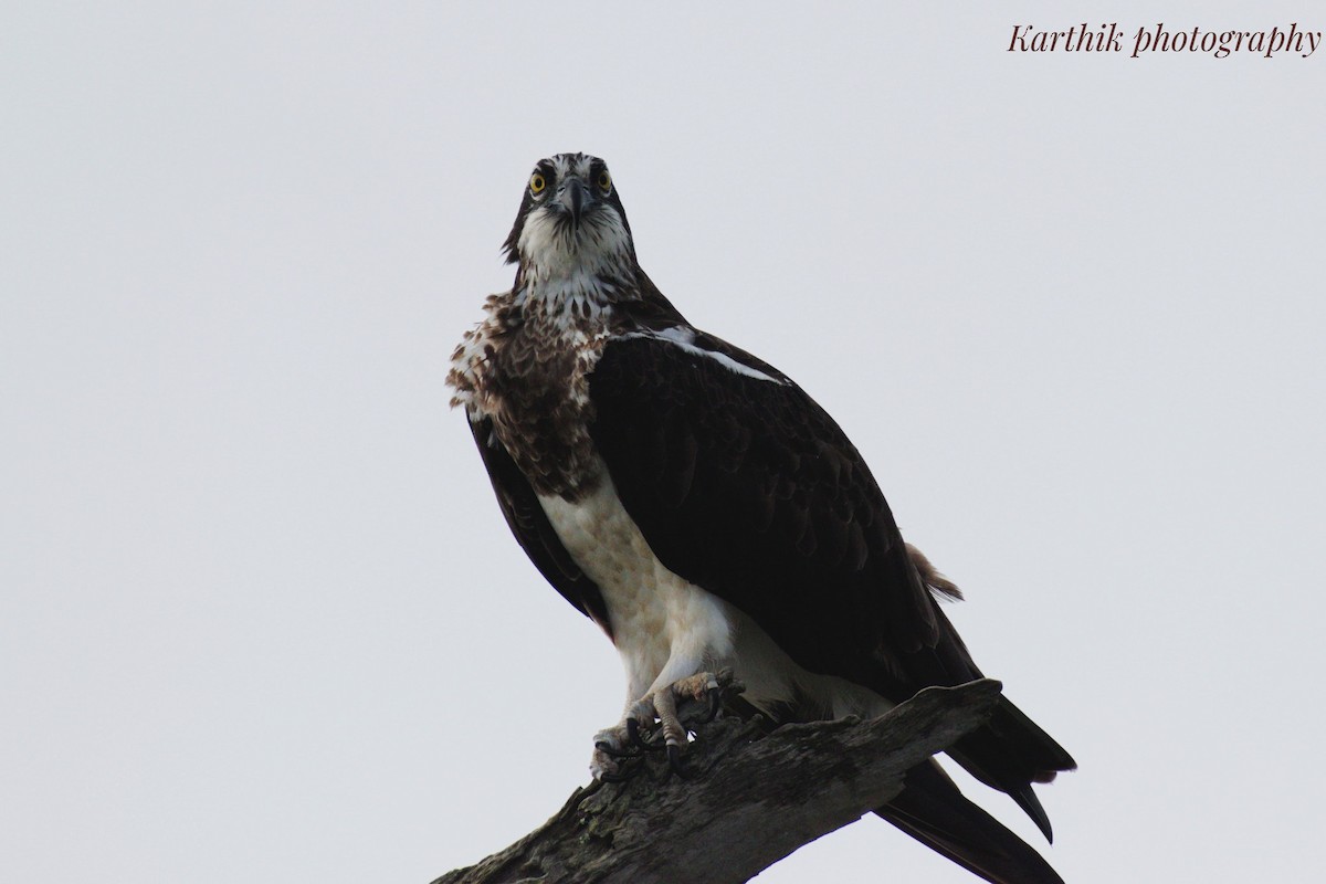 Osprey (haliaetus) - Selvarajan V