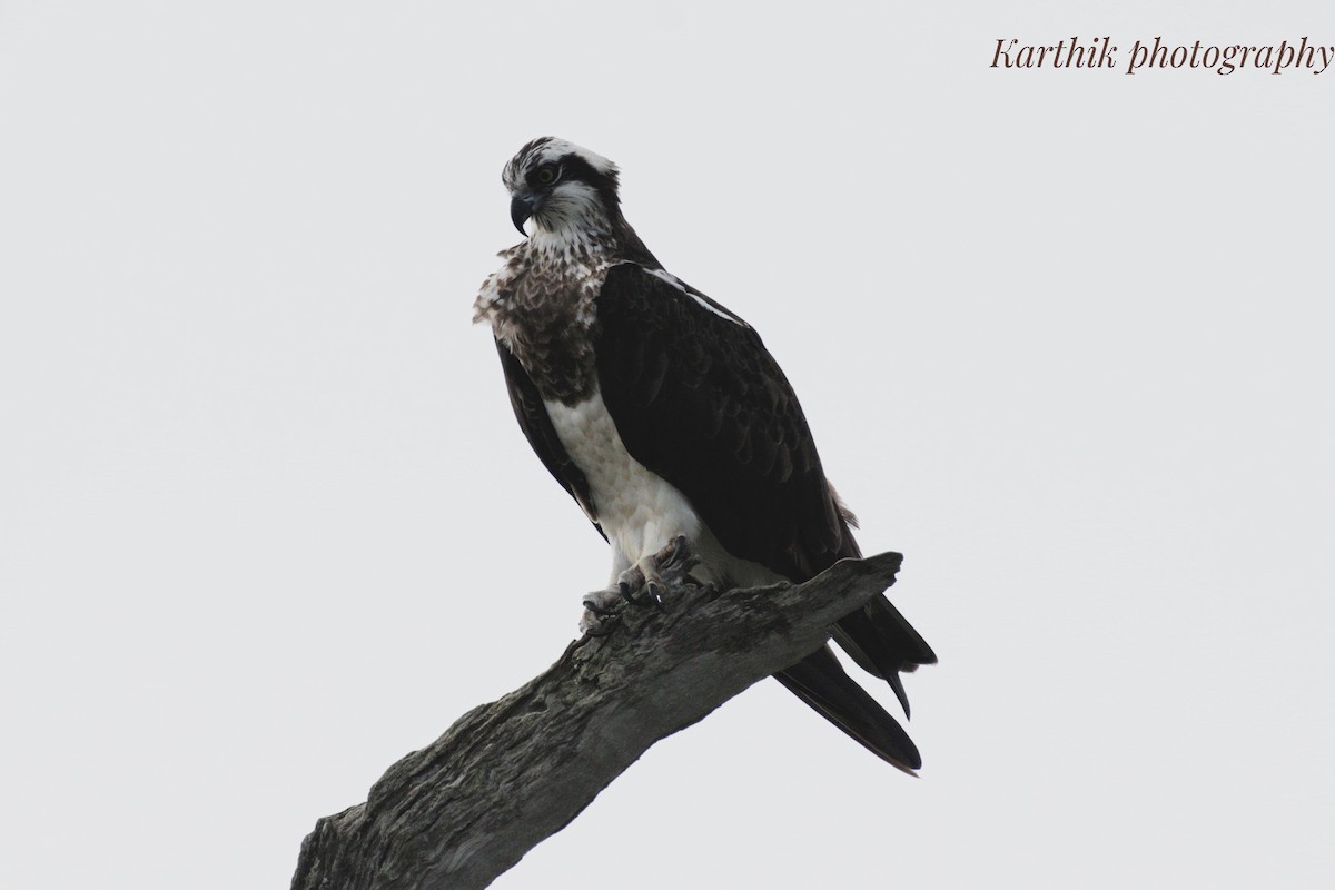 Balbuzard pêcheur (haliaetus) - ML623818519