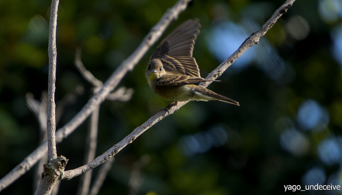 Greater Pewee - ML623818520