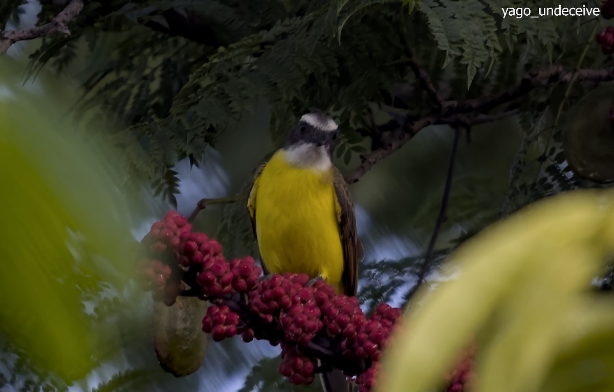 Social Flycatcher - Diego Guerrero-Lara