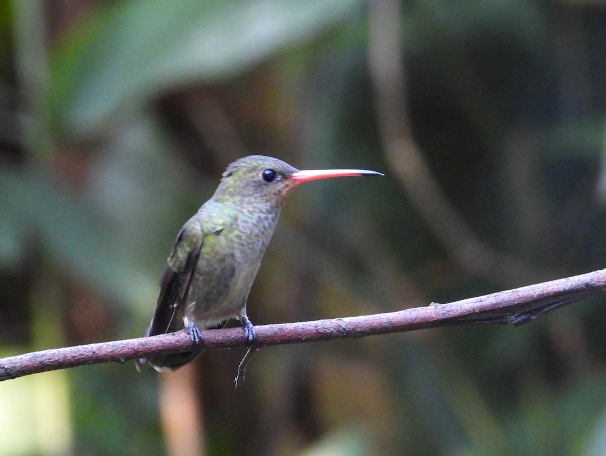 gyllenkolibri - ML623818570