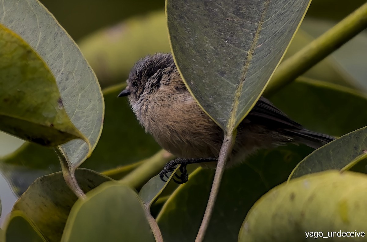 Bushtit - Diego Guerrero-Lara