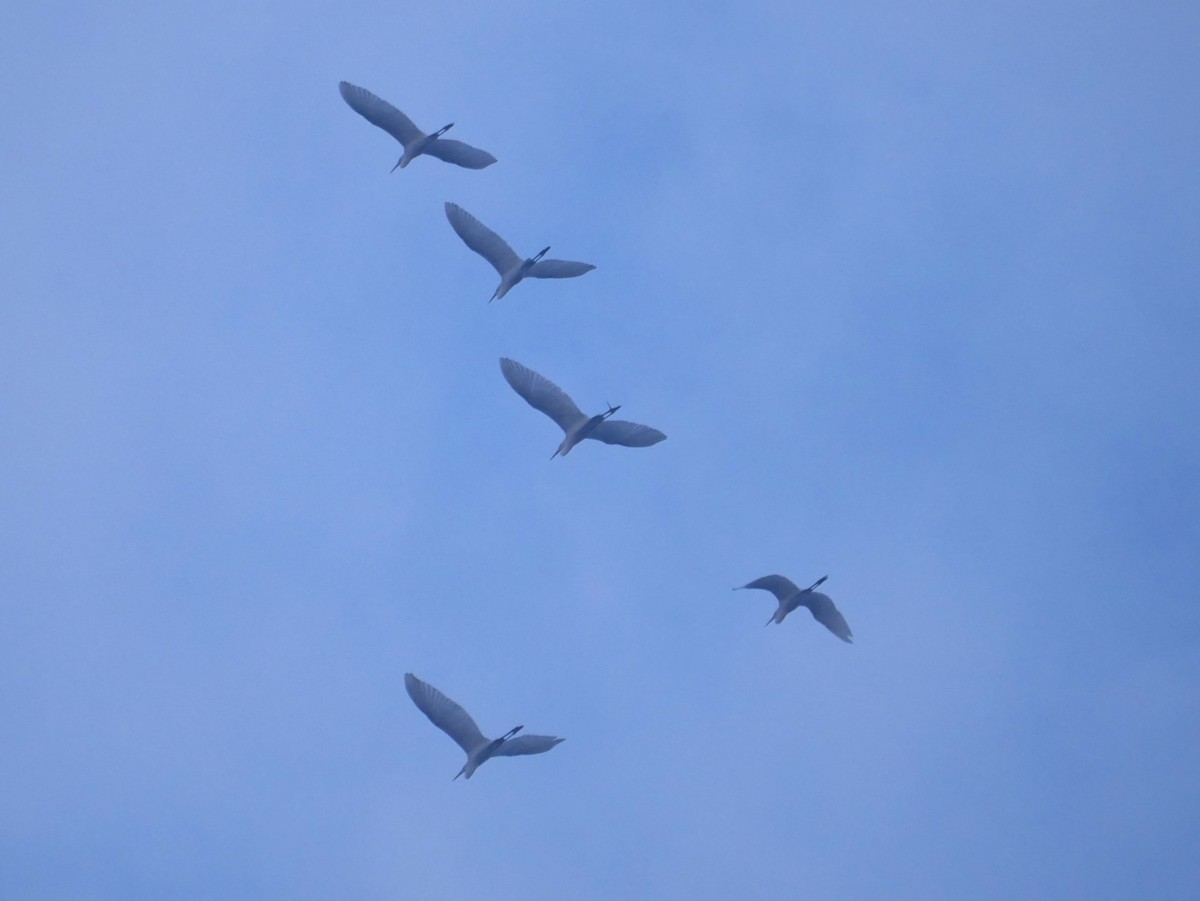 Great Egret - ML623818589