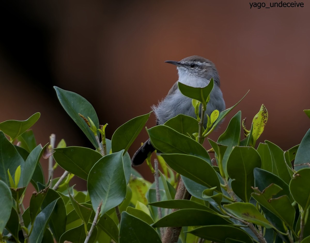 Bewick's Wren - ML623818593