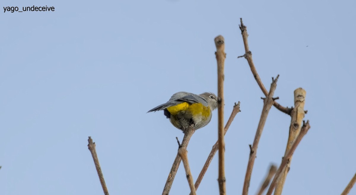 Gray Silky-flycatcher - ML623818617