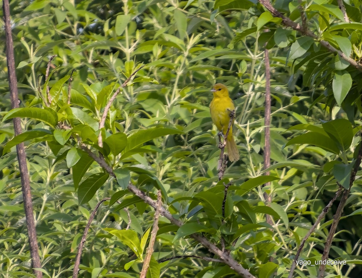 Streak-backed Oriole - ML623818632