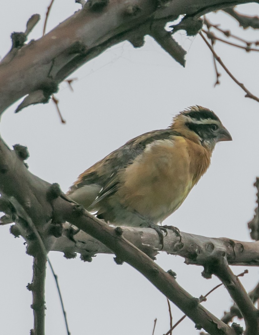 Black-headed Grosbeak - ML623818633