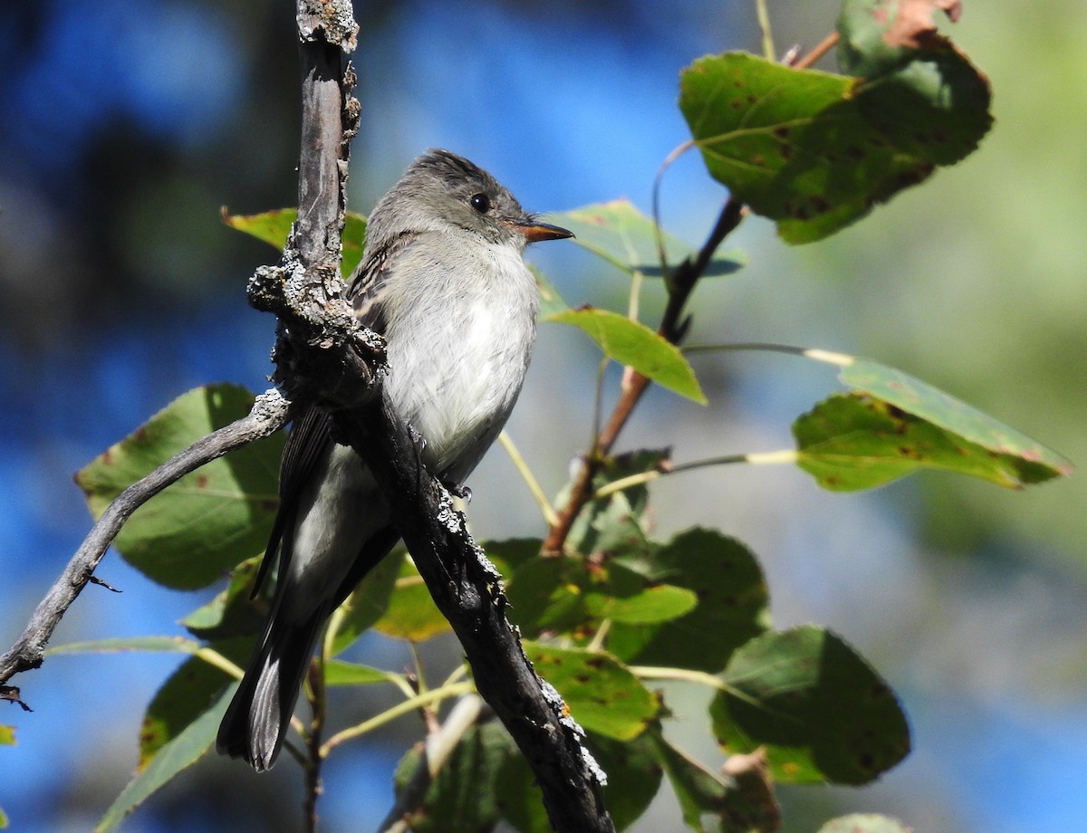 Eastern Wood-Pewee - ML623818645