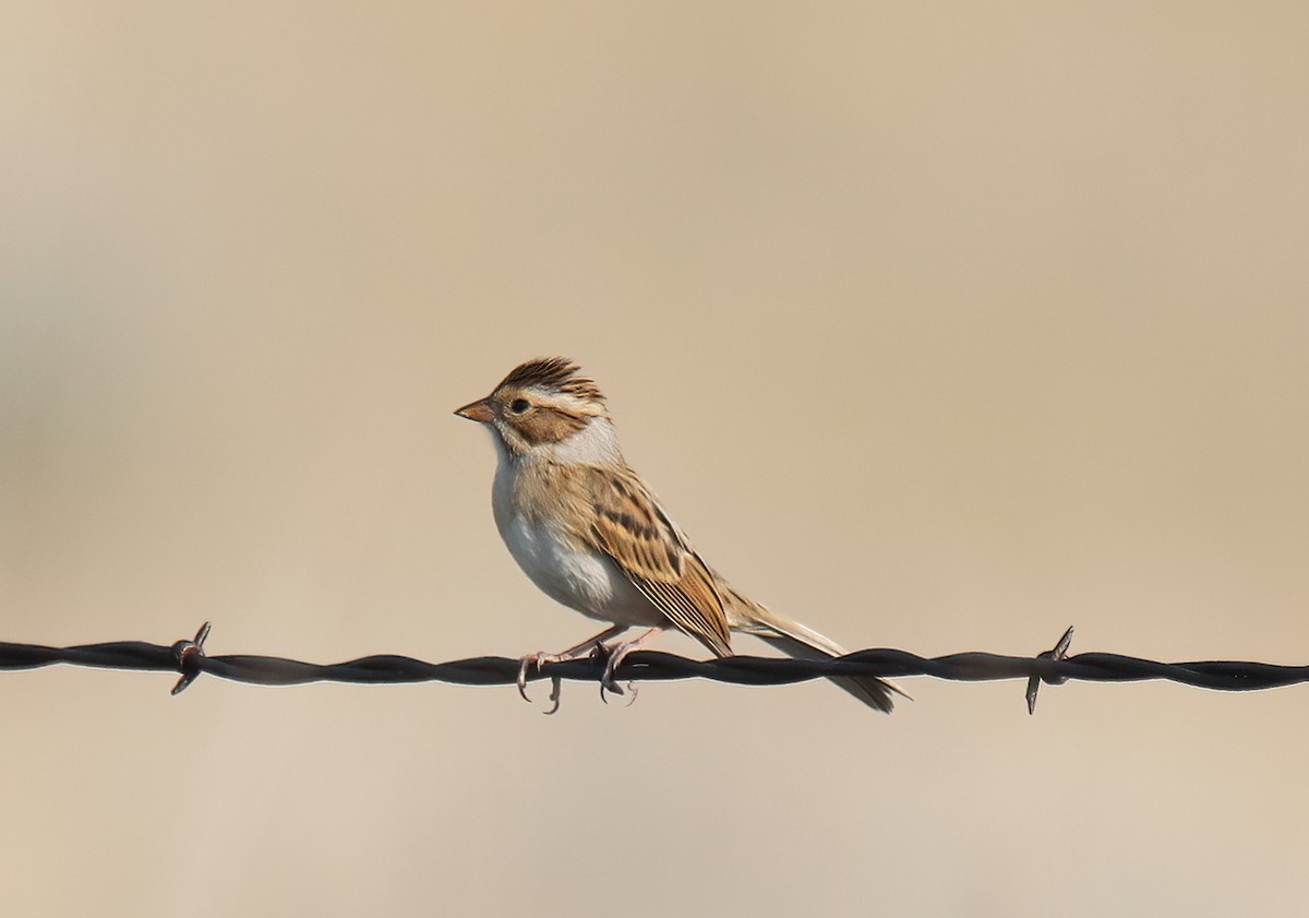 Clay-colored Sparrow - ML623818646