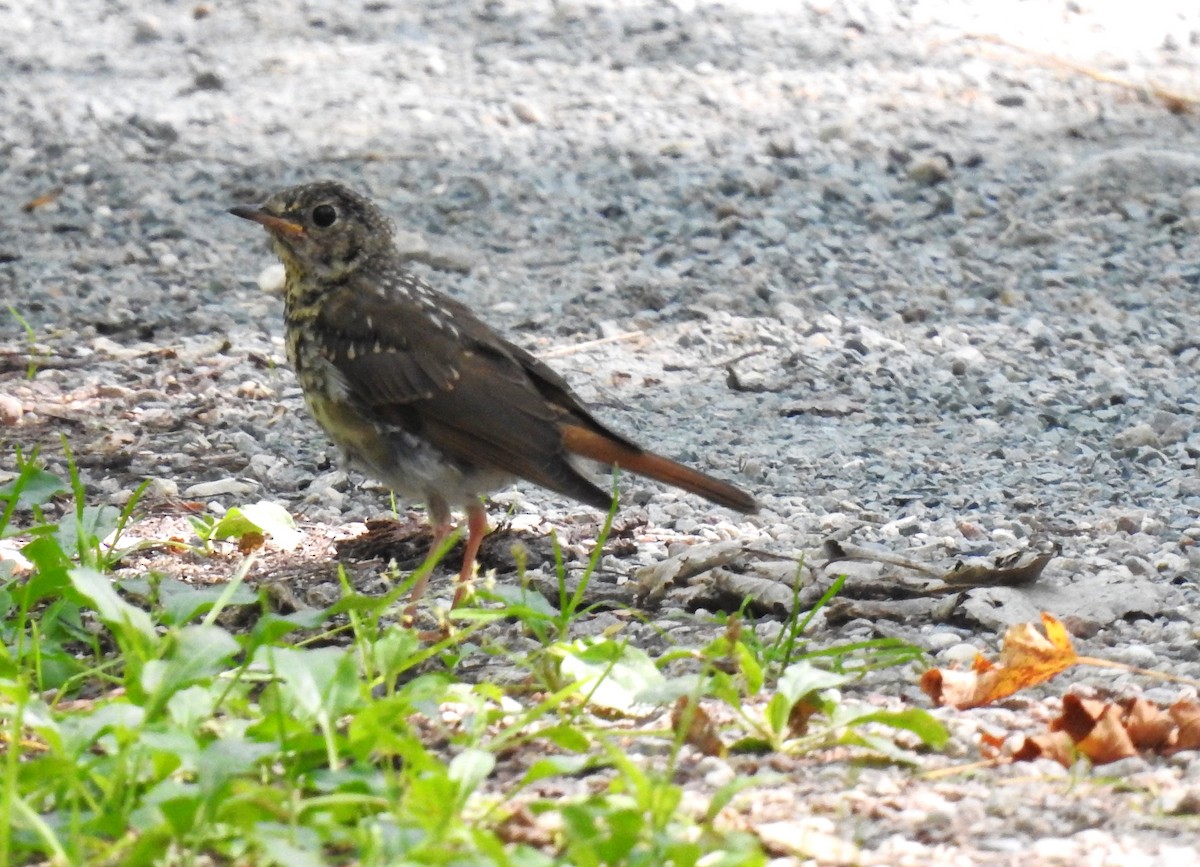 Hermit Thrush - ML623818652