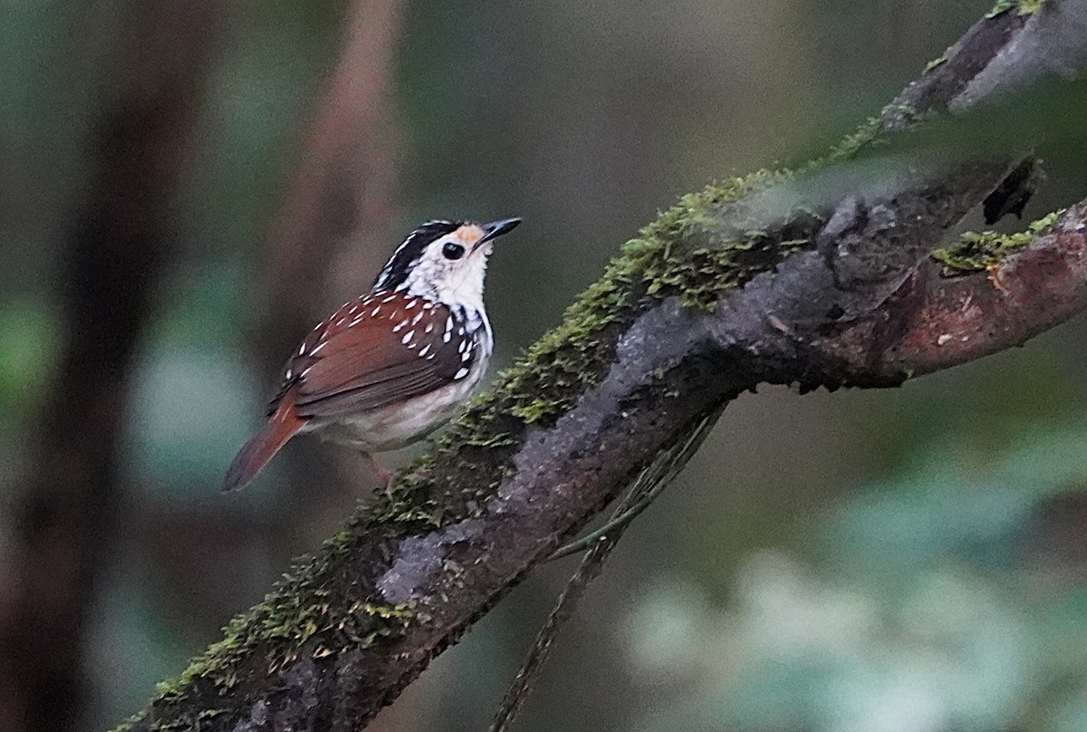 Striped Wren-Babbler - ML623818653