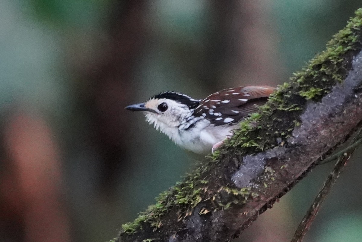 Striped Wren-Babbler - ML623818654