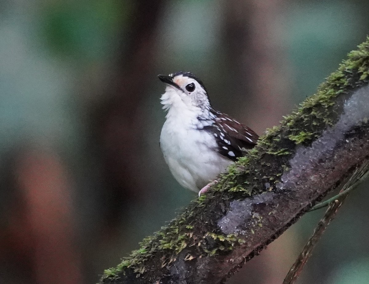 Striped Wren-Babbler - ML623818655