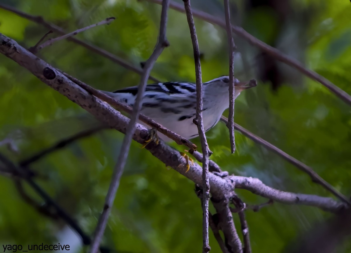 Black-and-white Warbler - ML623818656
