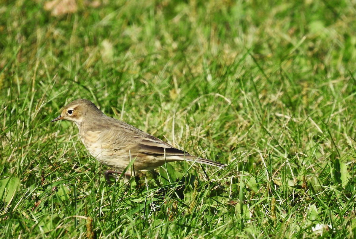 American Pipit - ML623818667