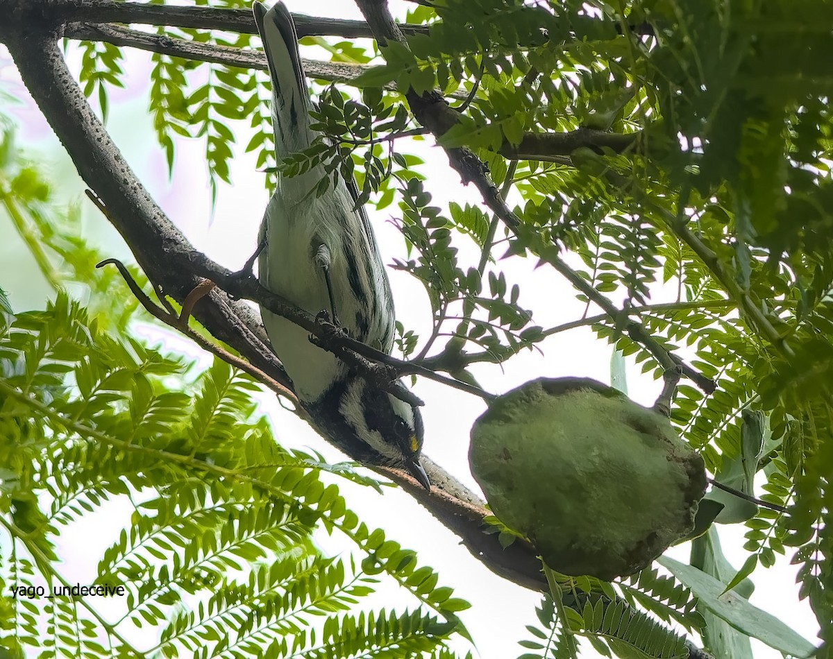 Black-throated Gray Warbler - ML623818679