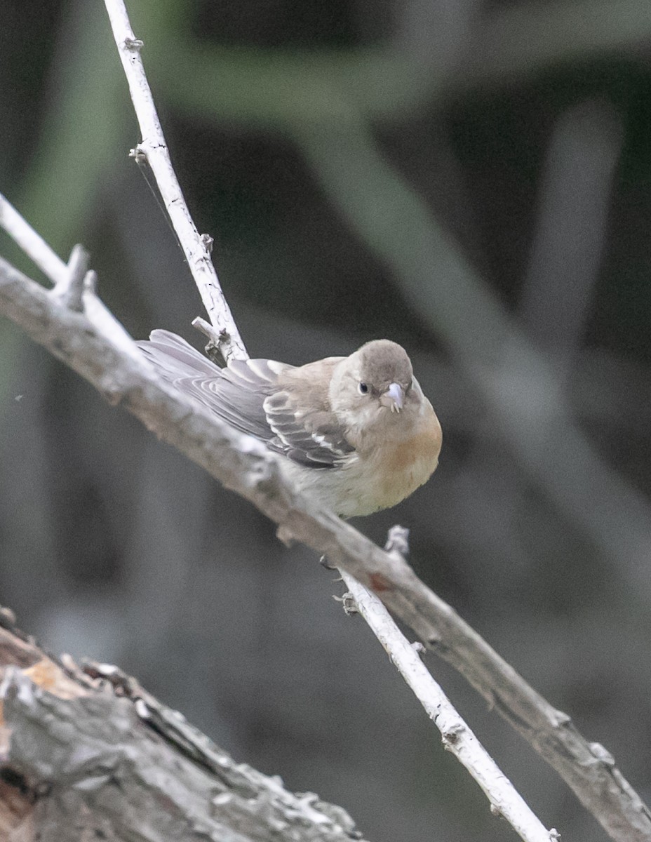 Lazuli Bunting - ML623818709