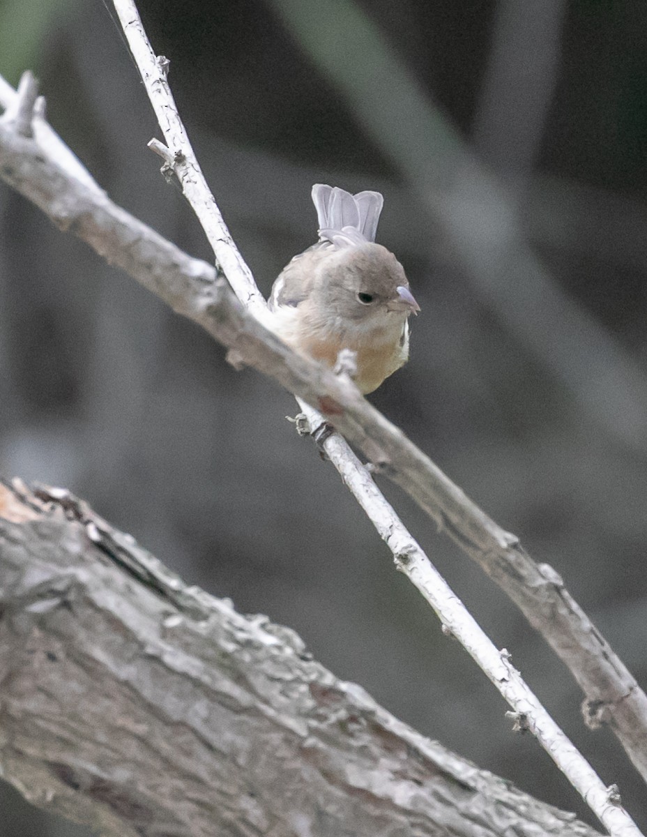 Lazuli Bunting - ML623818710