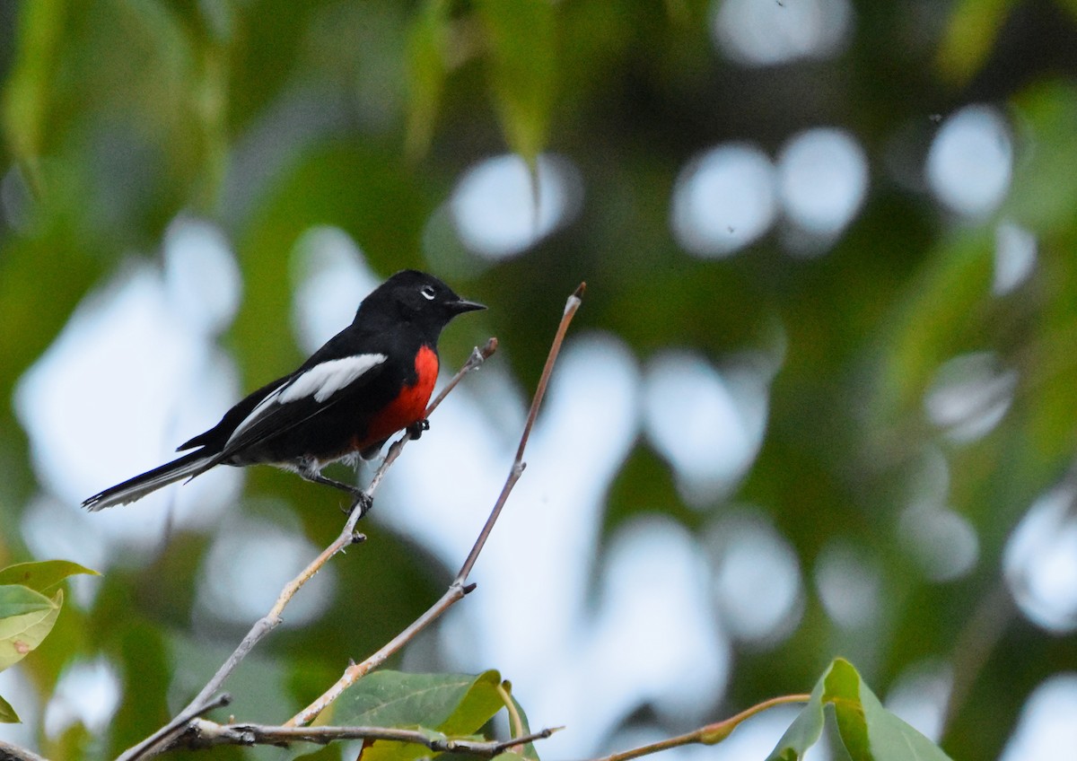 Painted Redstart - ML623818717