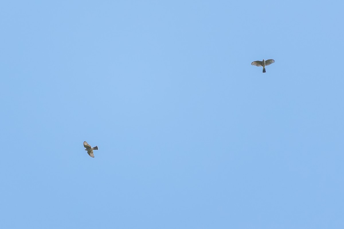 Sharp-shinned Hawk - ML623818728