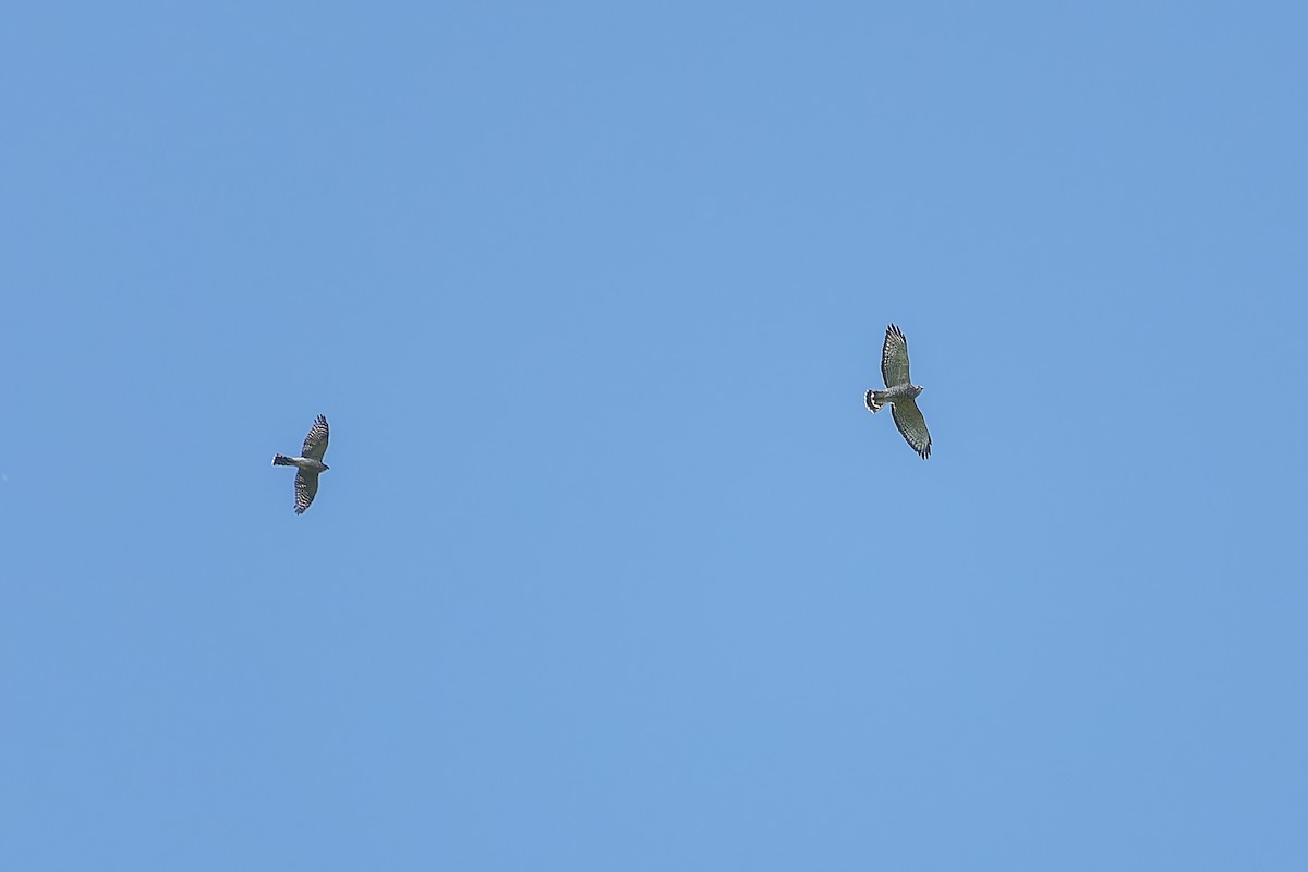 Broad-winged Hawk - ML623818731