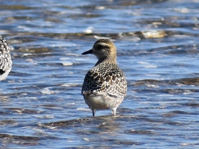 American Golden-Plover - ML623818751