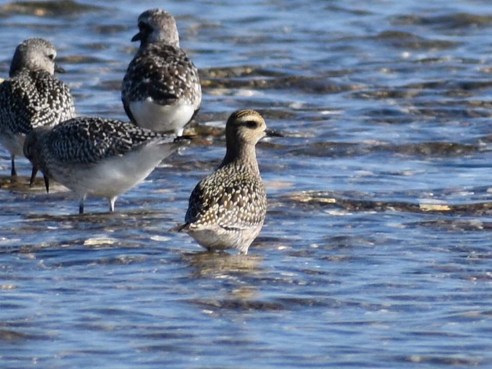 American Golden-Plover - ML623818752