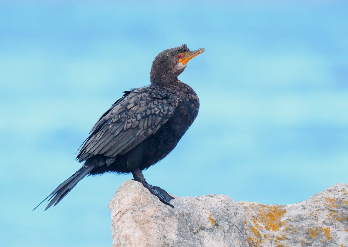 Crowned Cormorant - ML623818754