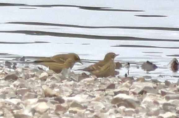 American Pipit - ML623818772