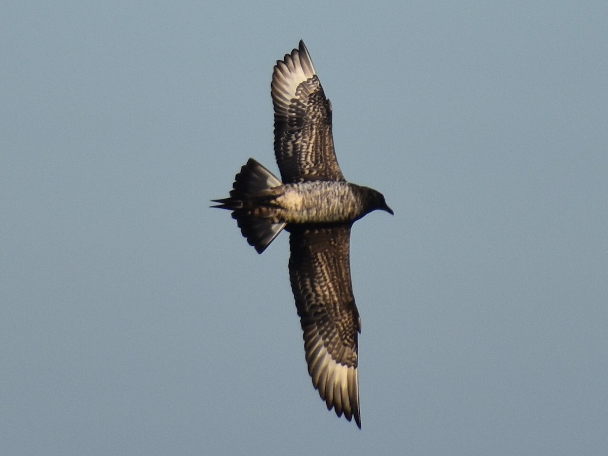 Parasitic Jaeger - ML623818777