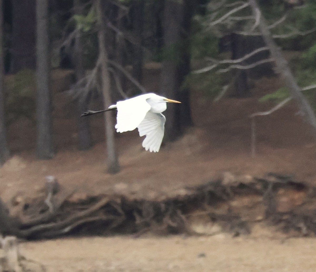 Great Egret - ML623818781