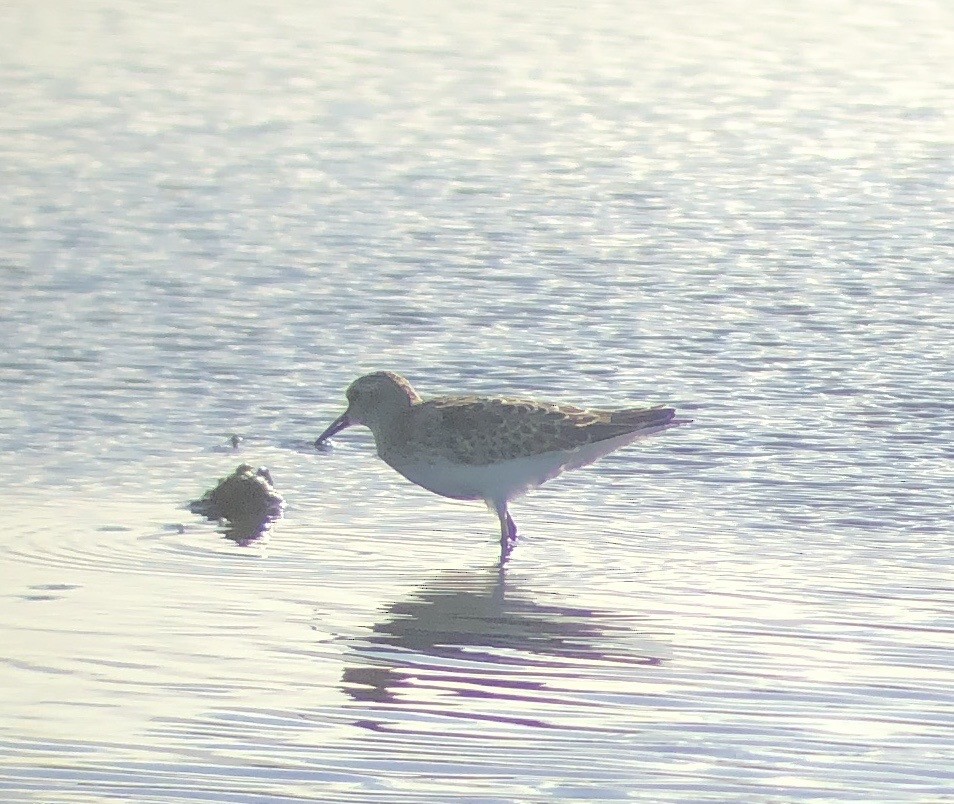 Least Sandpiper - ML623818790