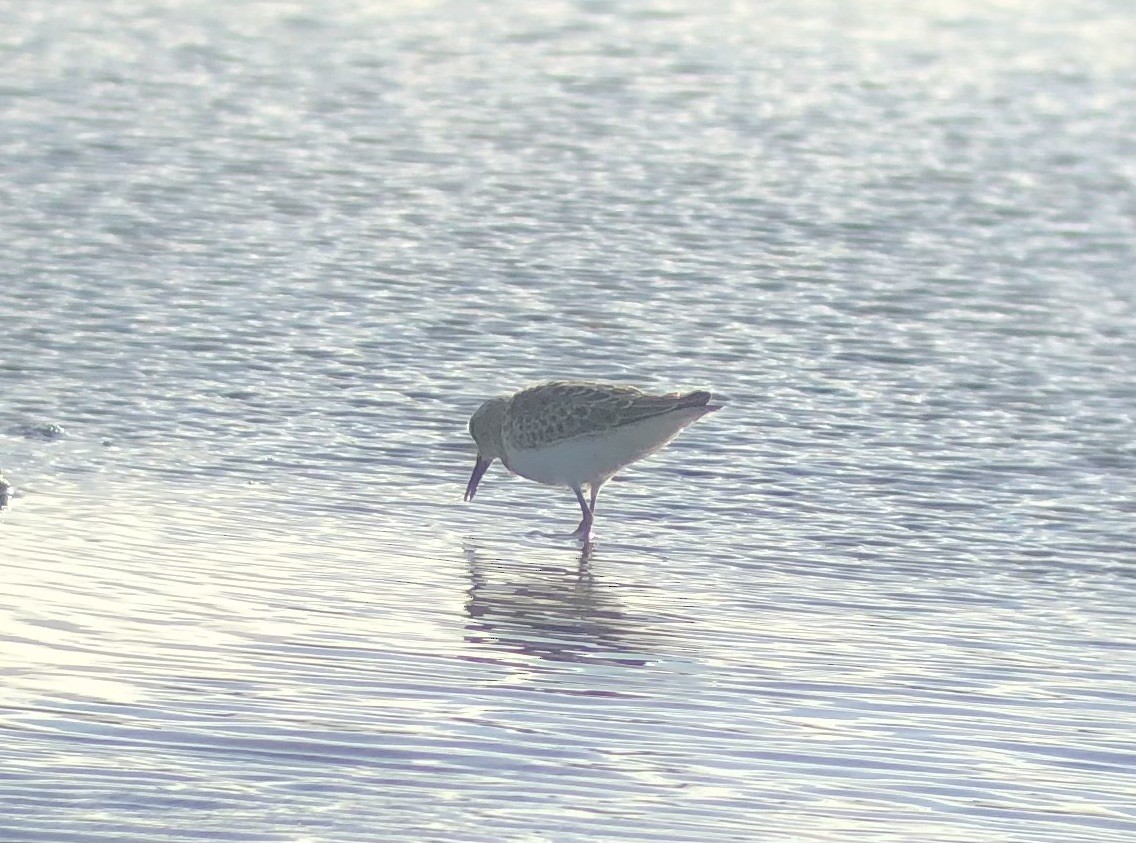 Least Sandpiper - ML623818791