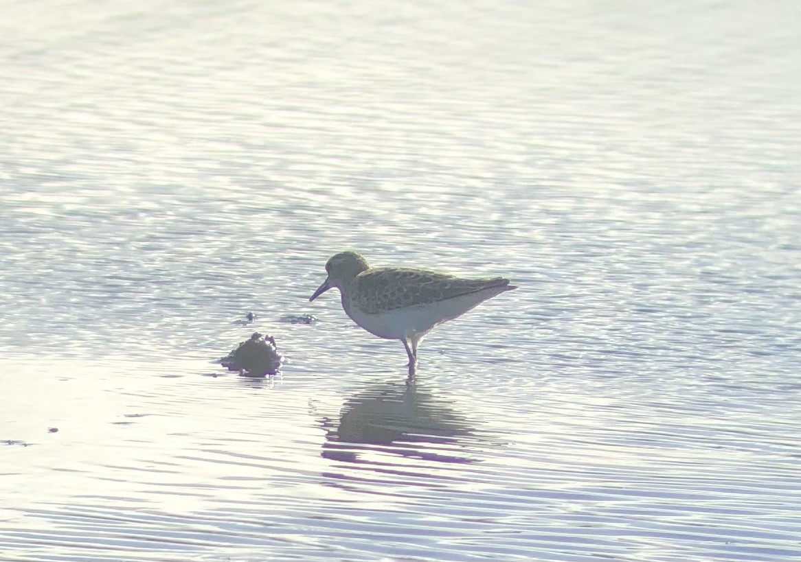 Least Sandpiper - Adrian Burke