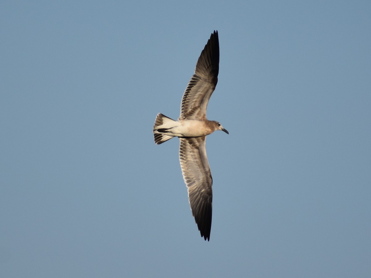 Laughing Gull - ML623818801