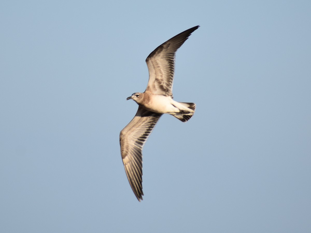 Mouette atricille - ML623818802