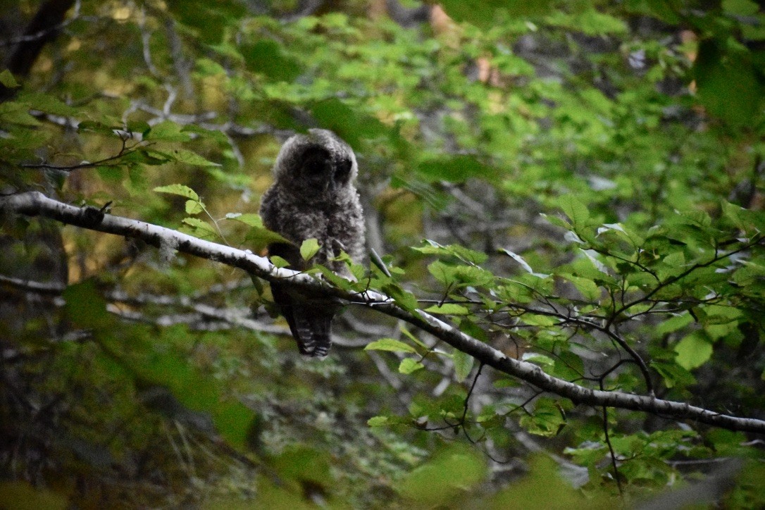 Spotted Owl (Northern) - ML623818811