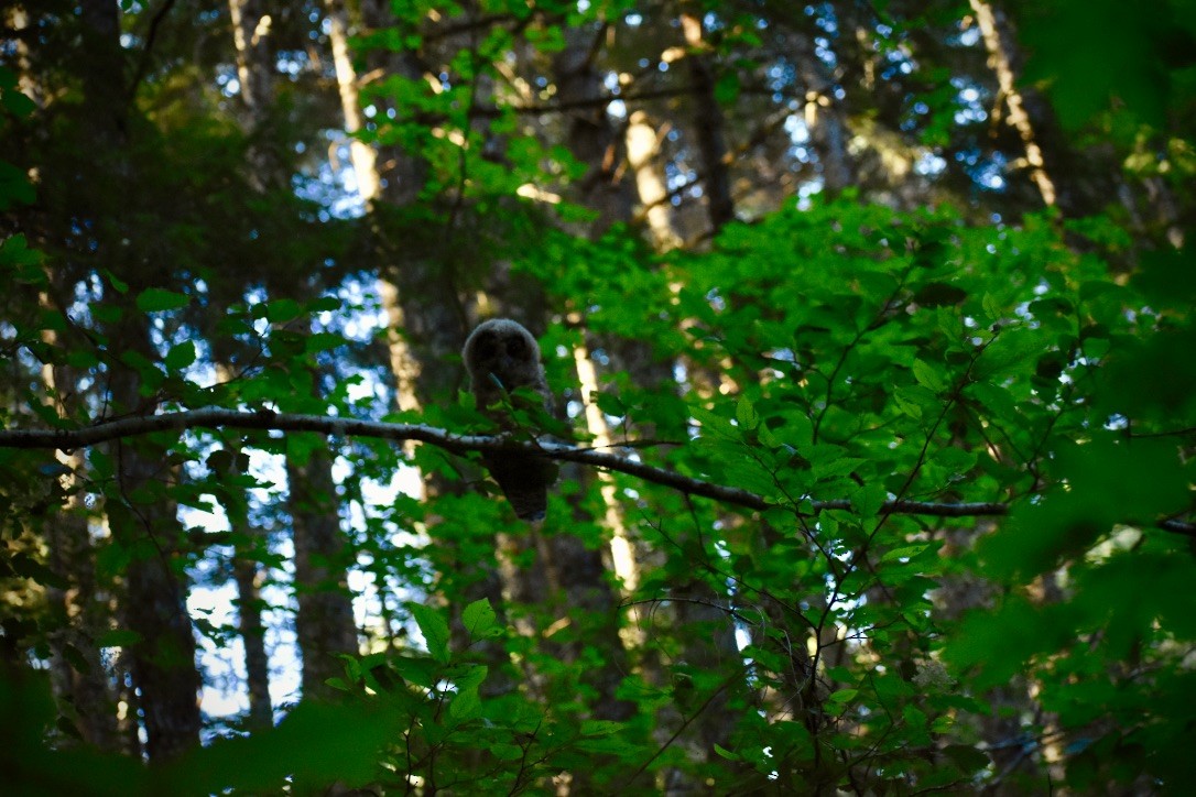 Spotted Owl (Northern) - ML623818813