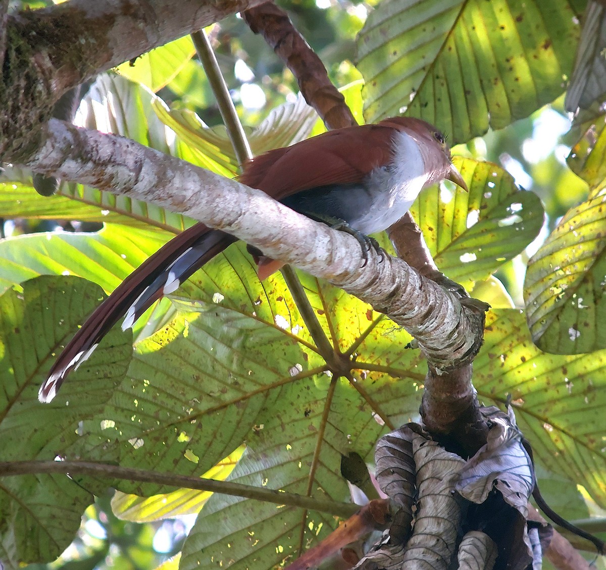 Common Squirrel-Cuckoo - ML623818816