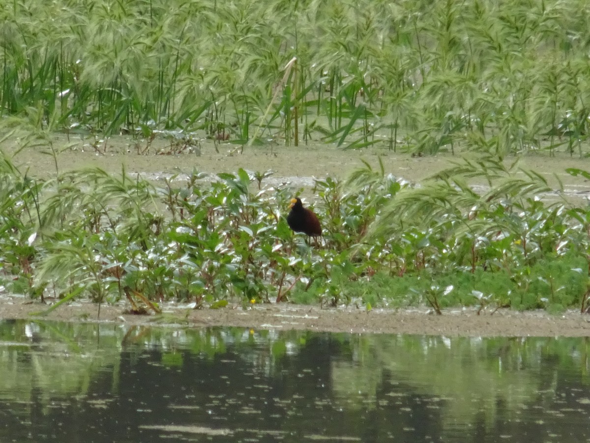 Northern Jacana - ML623818819