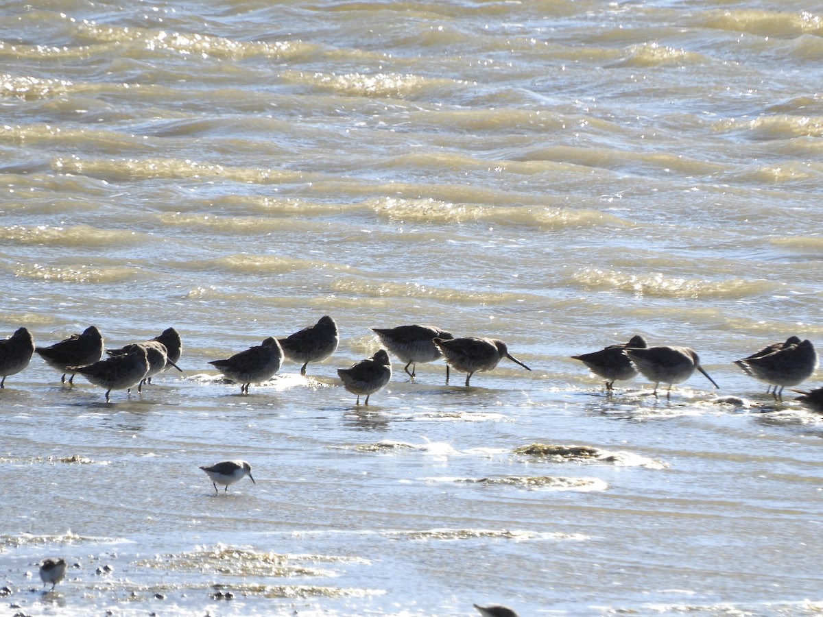 Long-billed Dowitcher - ML623818826