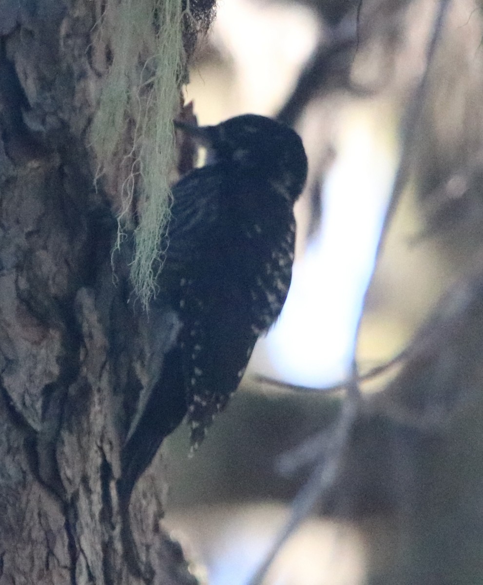 American Three-toed Woodpecker - ML623818848