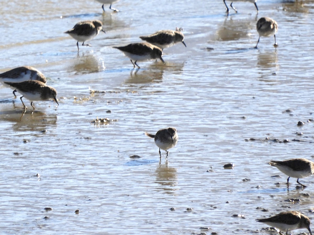 Least Sandpiper - Julie Szabo