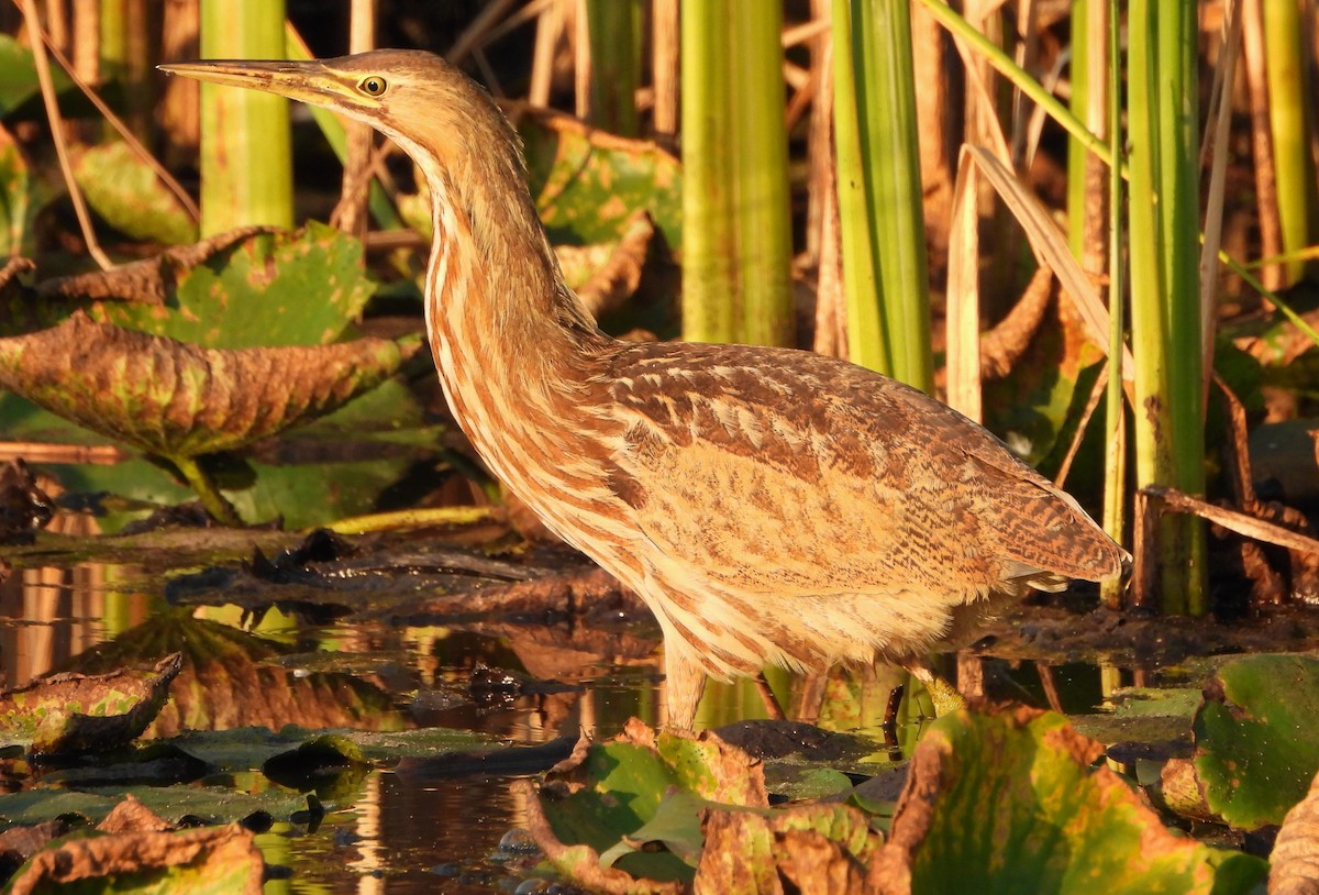 American Bittern - ML623818857