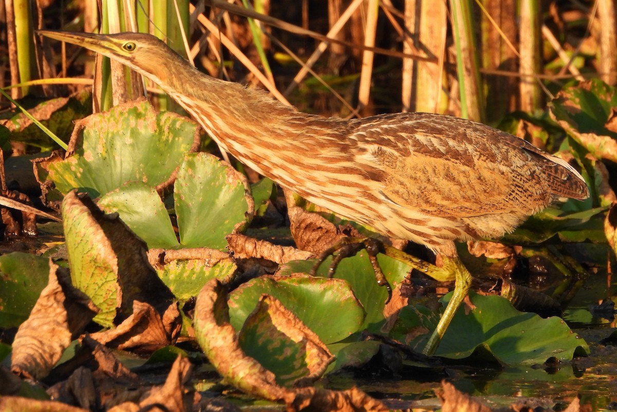 American Bittern - ML623818858