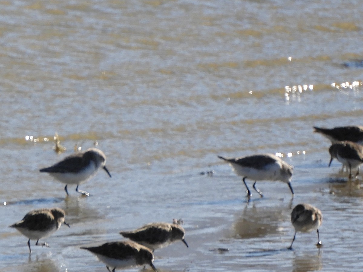 Western Sandpiper - ML623818866