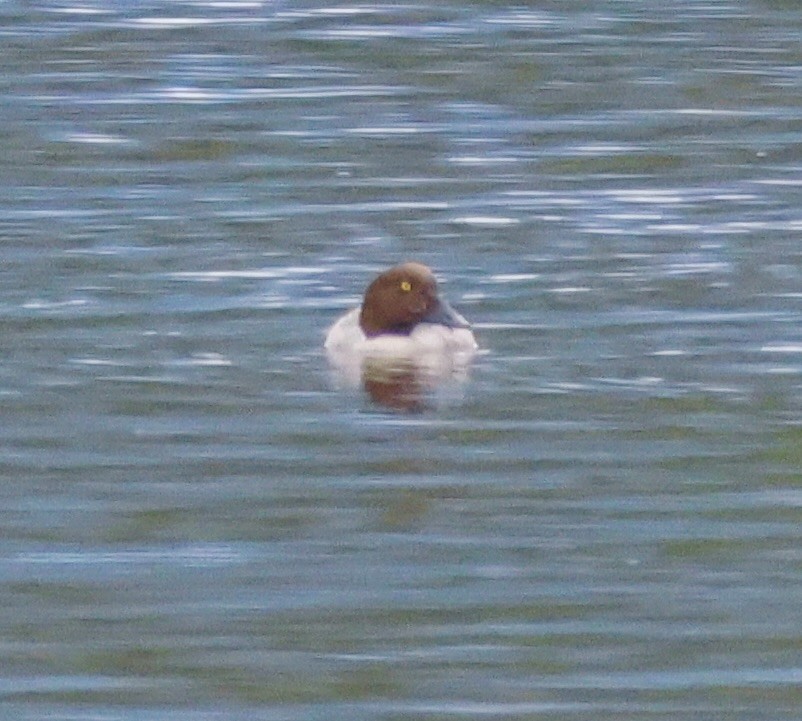 Common Goldeneye - ML623818921